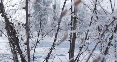 白雪覆盖的树木，雪中干燥的芦苇，明亮的阳光随着雪<strong>飘落</strong>，雪花从树上<strong>飘落</strong>。